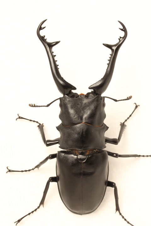 ギラファノコギリクワガタ・亜種マキタ ♂85mm ♀48mmペア