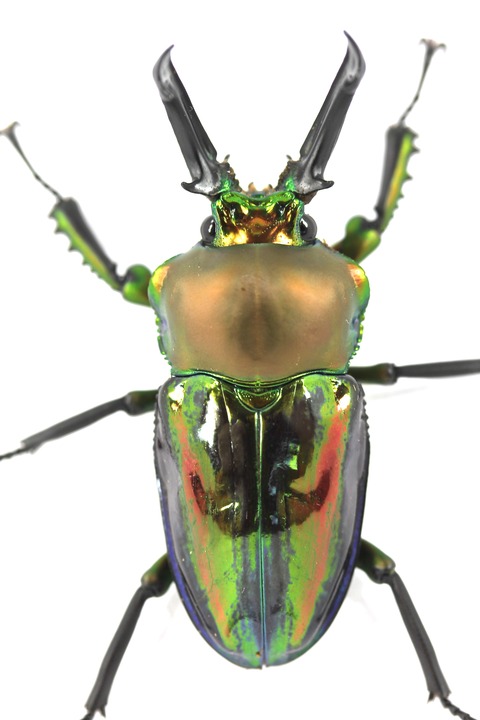 ニジイロクワガタ飼育記(ブルー血統) 羽化個体紹介2 産卵セット