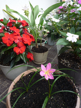 花s