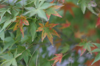 紅葉