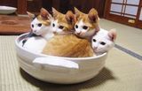 猫を収納??
