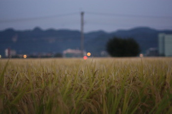 お米