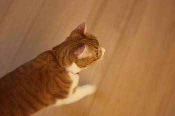 ラン