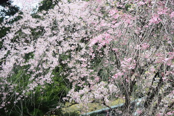 しだれ桜