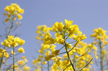 菜の花