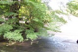 神宮のカエデ