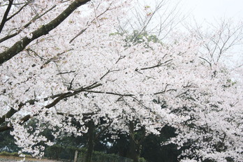 ºù