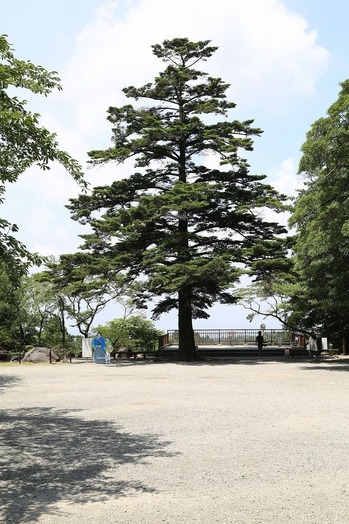 霧島神宮 もみの木