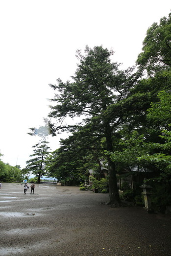霧島神宮 もみの木