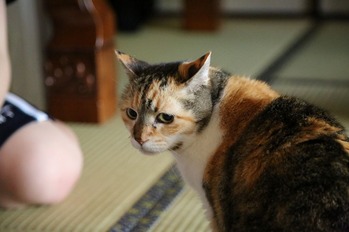 ミー