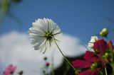 秋桜