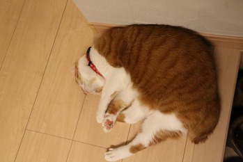 ラン