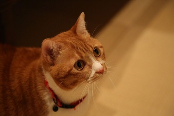 ラン