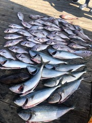 20181025海上釣り堀水宝_181026_0071