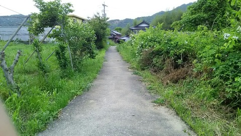 クマ1