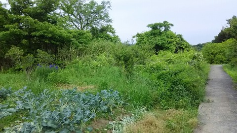 クマ2