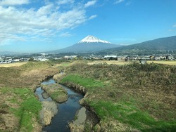 ルイボスティー