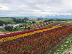 IMG_1518