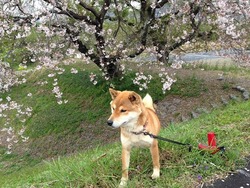 ラッキー