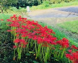 IMG_1567曼珠沙華赤