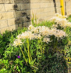 IMG_1564曼珠沙華白