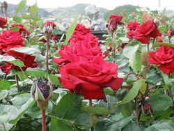 CIMG0588