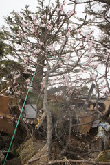 21 佐藤さん宅 庭に桜
