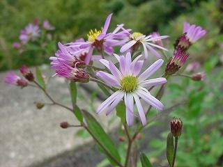 2011-10-4 004_320