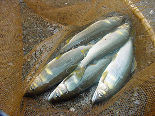 鮎