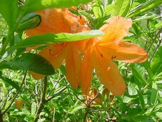 2011-06-03 025