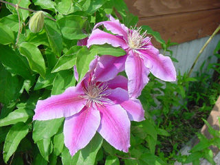 2011-06-03-003