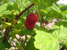 img_0205.jpg