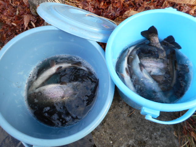 今日の魚