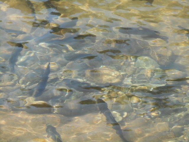 今日の魚