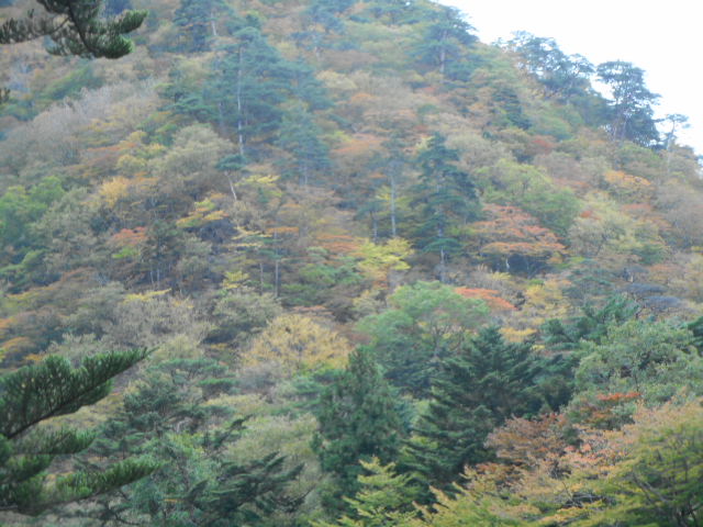 紅葉