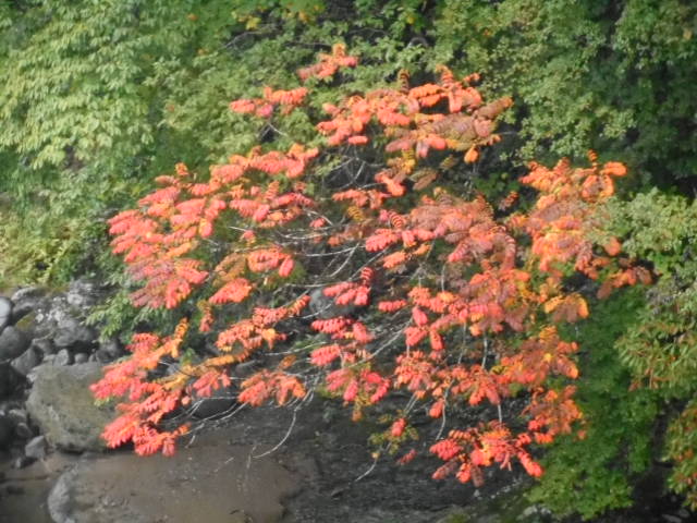 漆の紅葉