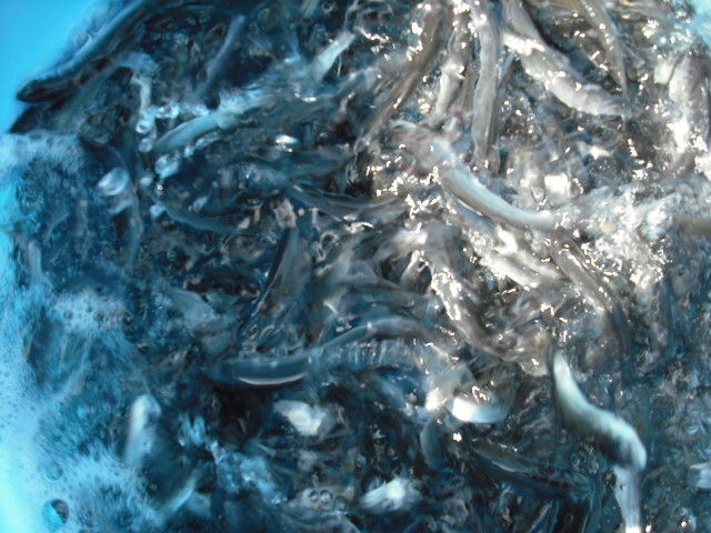 鮎