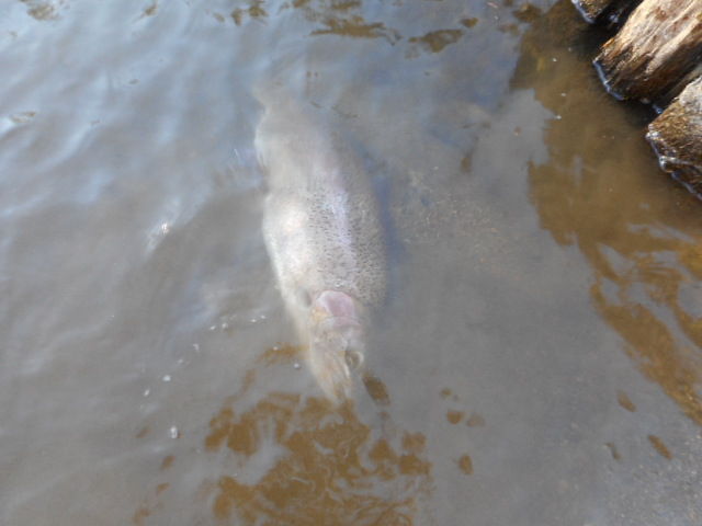 大型60cm