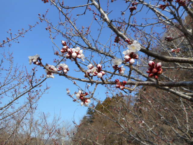 梅 (1)