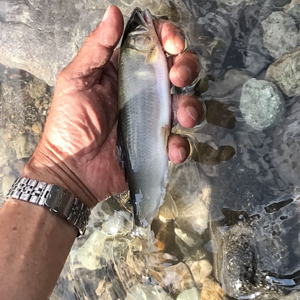 良型24cm