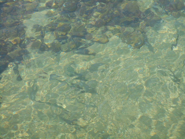 魚