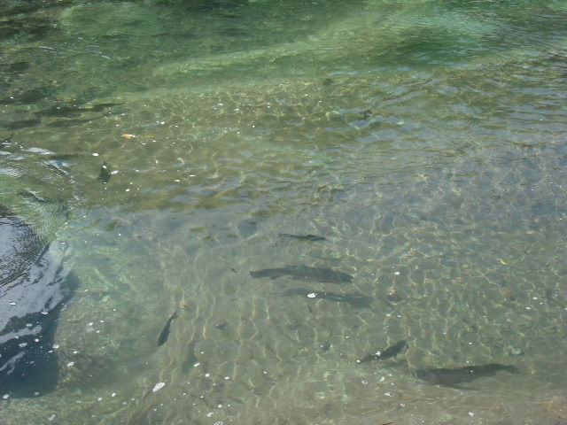 魚