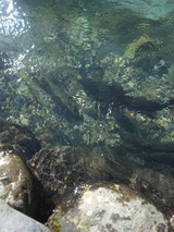 530fe964.jpg