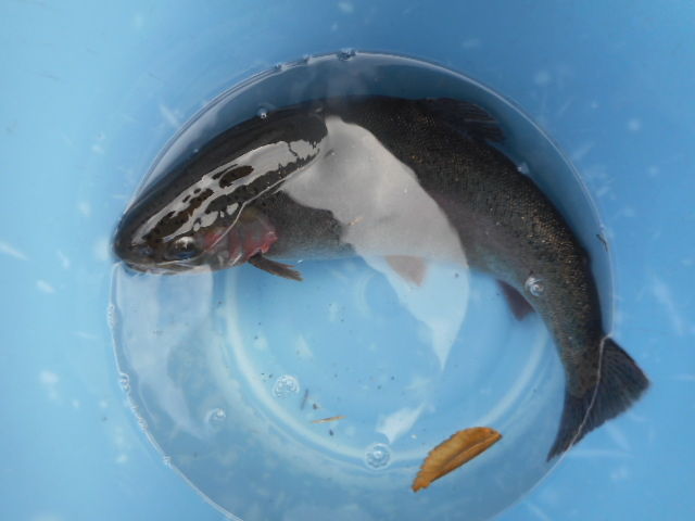 今日の魚