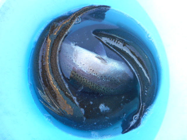 大型60cm1