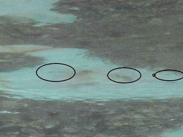 旋回場前の魚