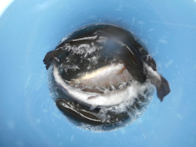 今日の魚
