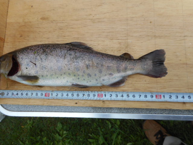 9cm