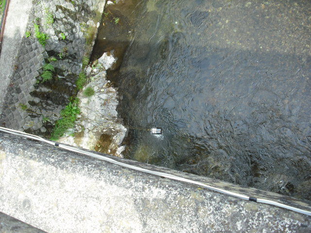 橋から放流