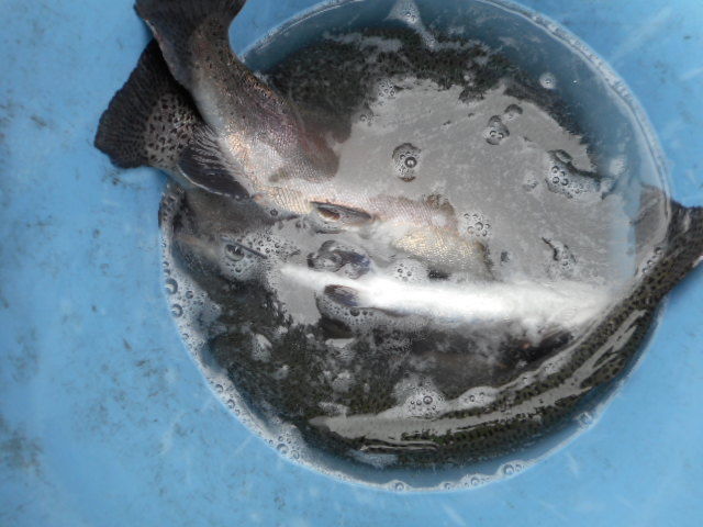 今日の魚